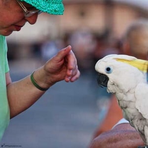 попугай какаду