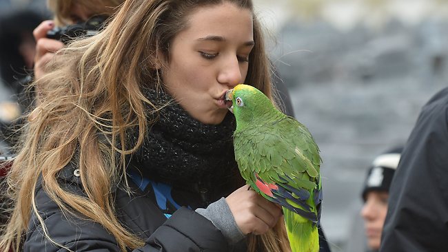 Девушка и попугай Аморе