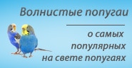 Волнистики