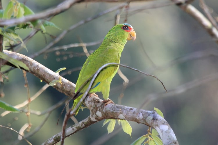 Amazona albifrons