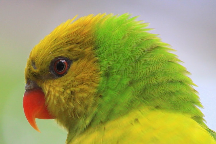 Olive-headed Lorikeet