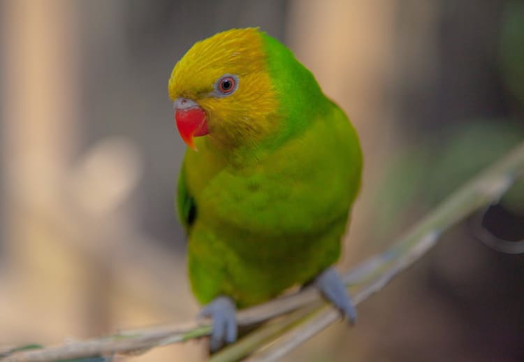 Yellow-headed Lorikeet