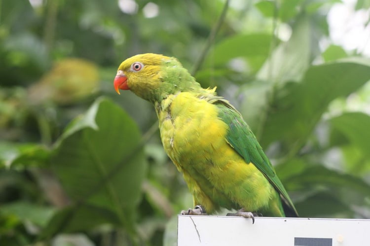 Perfect Lorikeet