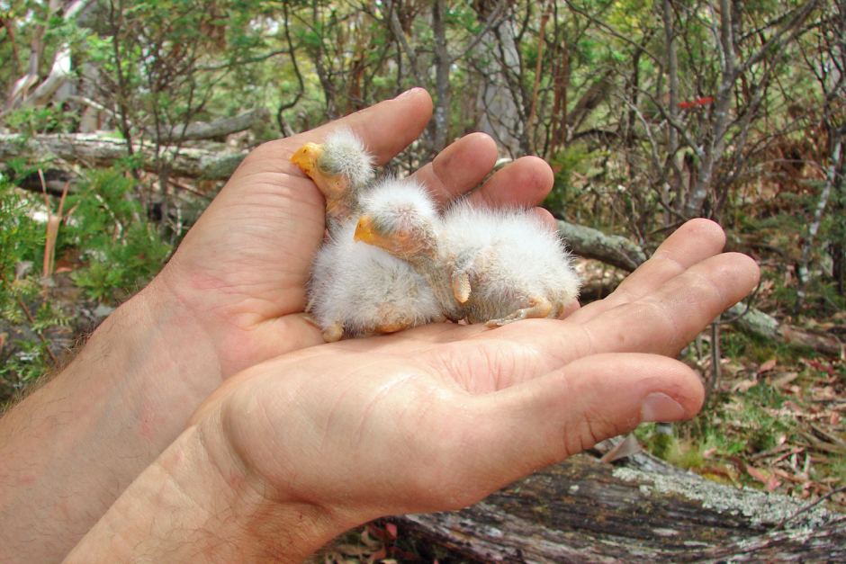 Птенцы ласточкового попугая в ладонях человека