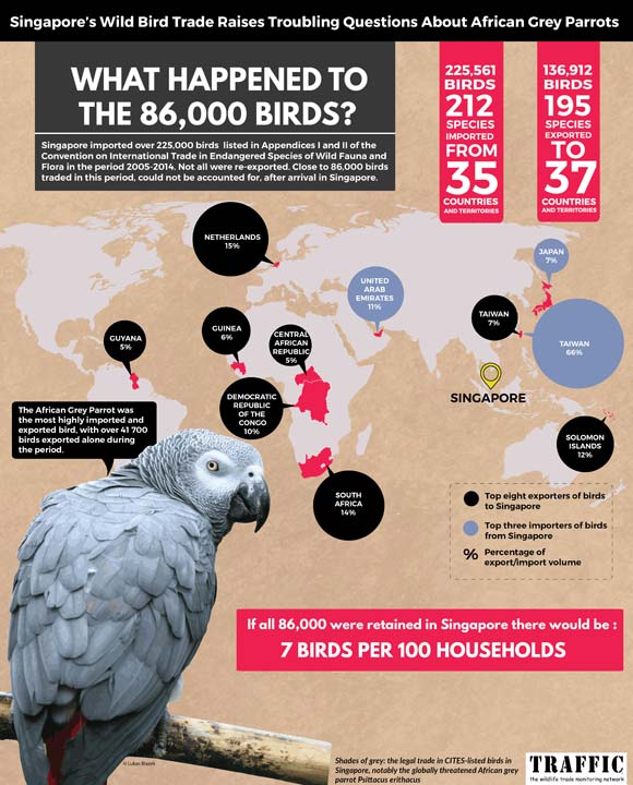 Инфографика несоответствия данных по импорту-экспорту попугаев в Сингапуре
