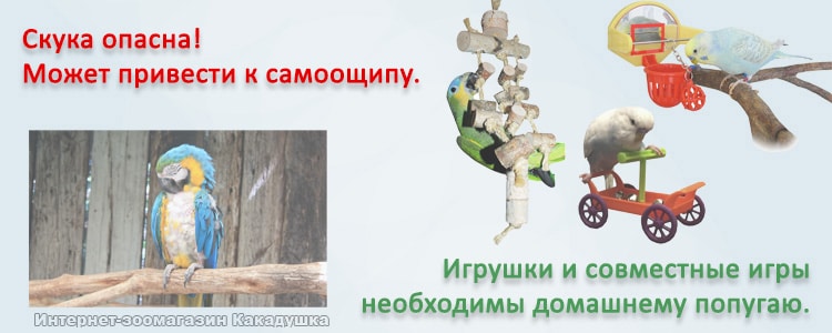 опасность скуки для крылатого питомца?