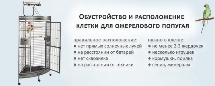 Обустройство и расположение клетки для ожерелового попугая