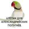 Александрийские попугаи