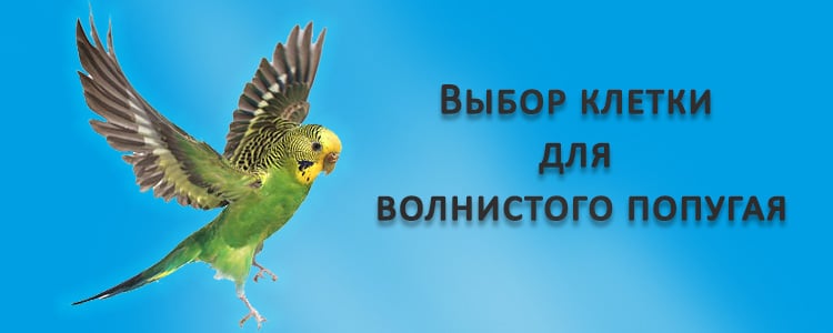 Выбор клетки для волнистого попугая