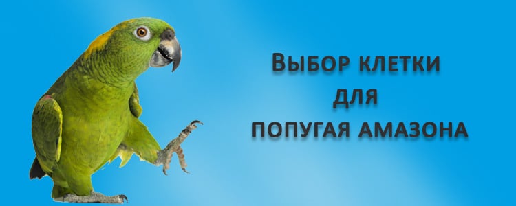 Выбор клетки для амазона