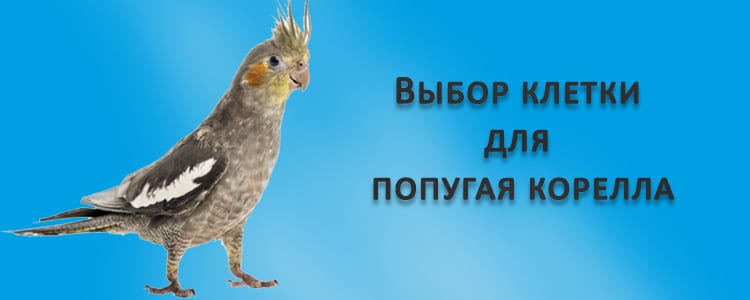 Выбор клетки для кореллы