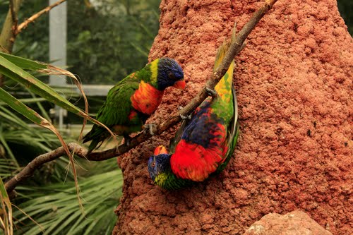 Пара попугаев в «Avifauna bird park»